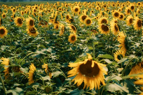 Fond d'écran Champ de tournesols 4K · flowers · 3840×2563