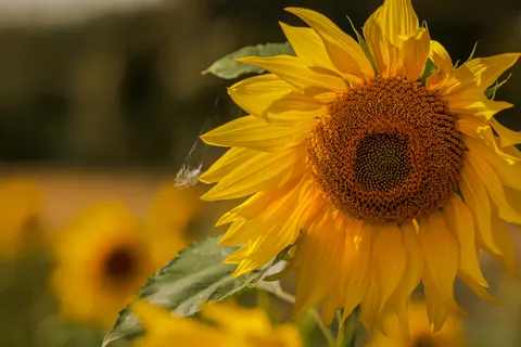 Sunflower Field 4K Wallpaper · flowers · 3840×2561