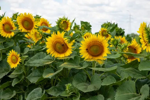 Sunflower Field 4K Wallpaper · flowers · 3840×2563