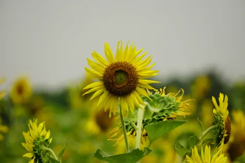 해바라기 밭 4K 배경화면 · flowers · 3840×2560