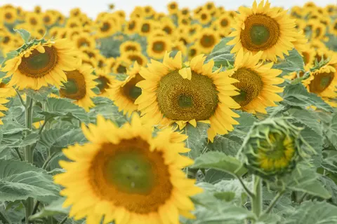 向日葵田 4K壁纸 · flowers · 3840×2560