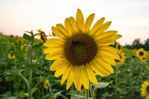 Fond d'écran Champ de tournesols 4K · flowers · 3840×2555