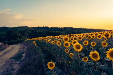 해바라기 밭 4K 배경화면 · flowers · 3840×2560
