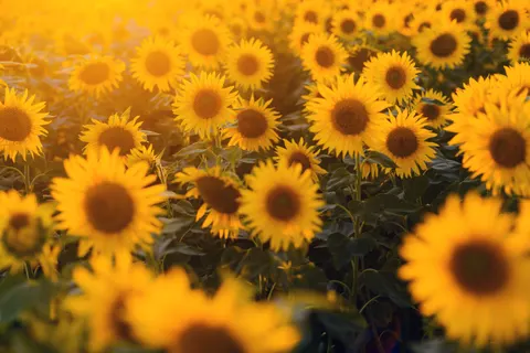 Fond d'écran Champ de tournesols 4K · flowers · 3840×2560