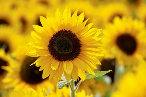 Sunflower Field 4K Wallpaper · flowers · 3840×2560