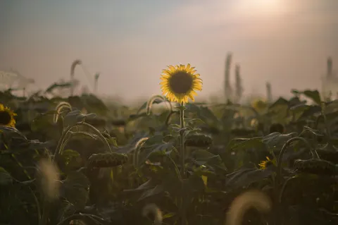 Fond d'écran Champ de tournesols 4K · flowers · 3840×2555