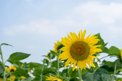 Sonnenblumenfeld 4K Hintergrundbild · flowers · 3840×2560