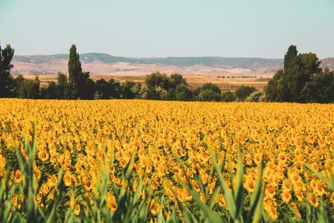 해바라기 밭 4K 배경화면 · flowers · 3840×2560