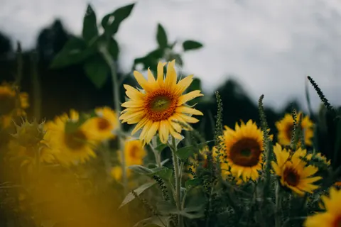 Sonnenblumenfeld 4K Hintergrundbild · flowers · 3840×2560