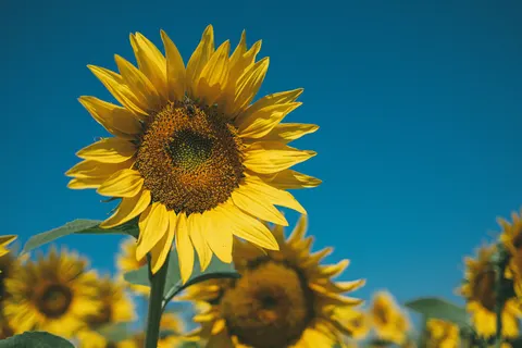 Sunflower Field 4K Wallpaper · flowers · 3840×2560