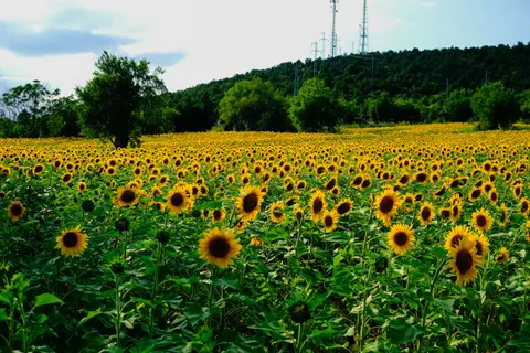 Обои Поле подсолнухов 4K · flowers · 3840×2560