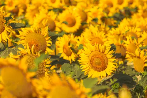 خلفية حقل عباد الشمس بدقة 4K · flowers · 3840×2560