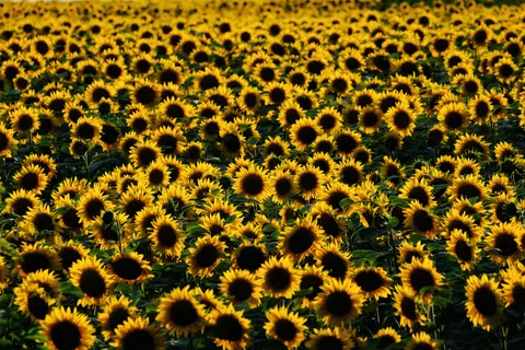 Обои Поле подсолнухов 4K · flowers · 3840×2560