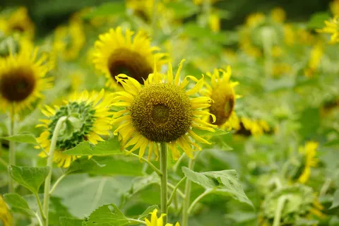 Sunflower Field 4K Wallpaper · flowers · 3840×2560