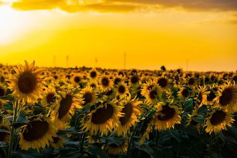 向日葵田 4K壁纸 · flowers · 3840×2560