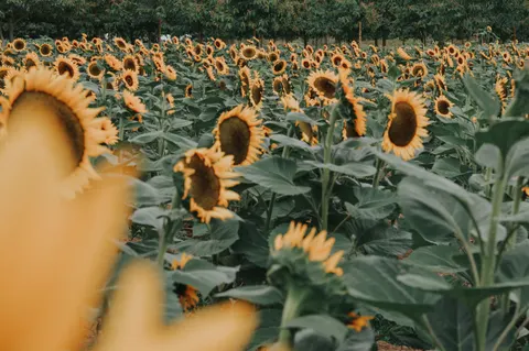Sonnenblumenfeld 4K Hintergrundbild · flowers · 3840×2553