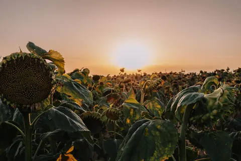 Sonnenblumenfeld 4K Hintergrundbild · flowers · 3840×2560