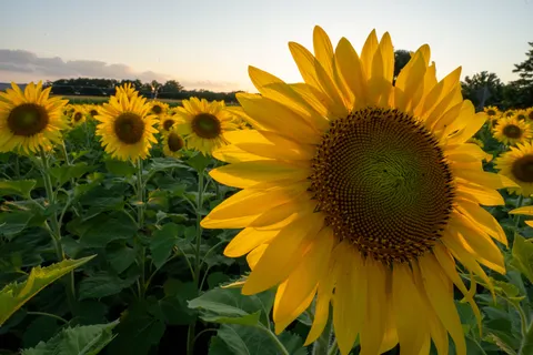 Sonnenblumenfeld 4K Hintergrundbild · flowers · 3840×2560
