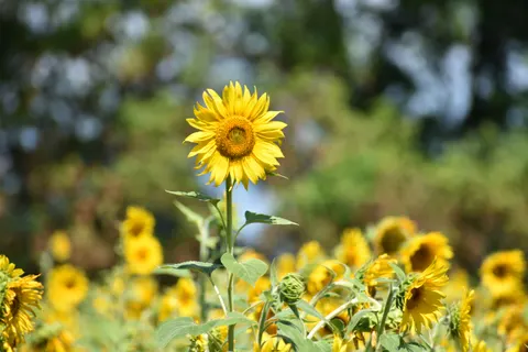 Sunflower Field 4K Wallpaper · flowers · 3840×2560