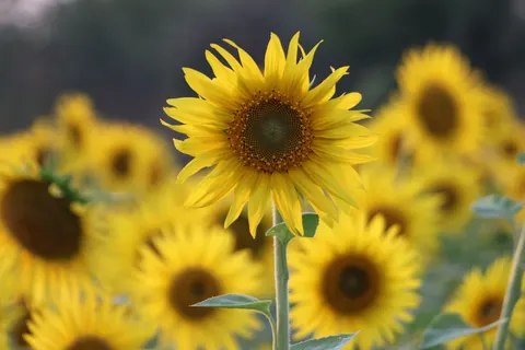 Fond d'écran Champ de tournesols 4K · flowers · 3840×2560