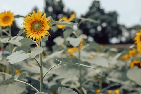 Sunflower Field 4K Wallpaper · flowers · 3840×2560