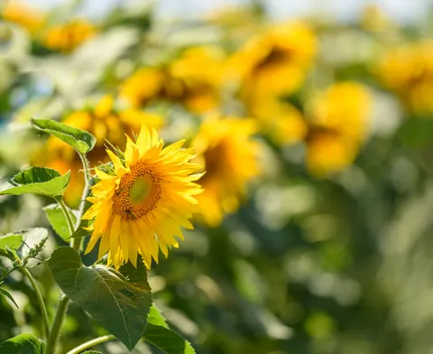Sunflower Field 4K Wallpaper · flowers · 3840×3133
