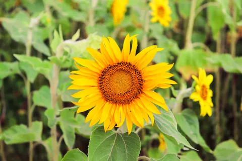 Fondo de pantalla Campo de girasoles 4K · flowers · 3840×2560