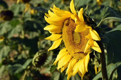 Sunflower Field 4K Wallpaper · flowers · 3840×2560