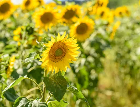 Sunflower Field 4K Wallpaper · flowers · 3840×2950