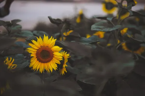 해바라기 밭 4K 배경화면 · flowers · 3840×2560