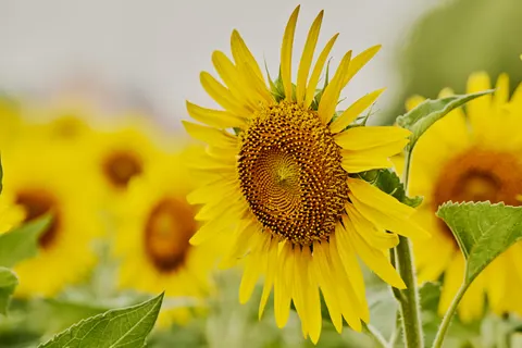 Обои Поле подсолнухов 4K · flowers · 3840×2560