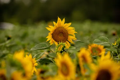 Sunflower Field 4K Wallpaper · flowers · 3840×2560