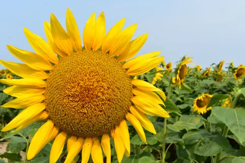 Sonnenblumenfeld 4K Hintergrundbild · flowers · 3840×2560