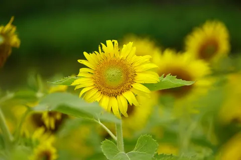 Sunflower Field 4K Wallpaper · flowers · 3840×2560