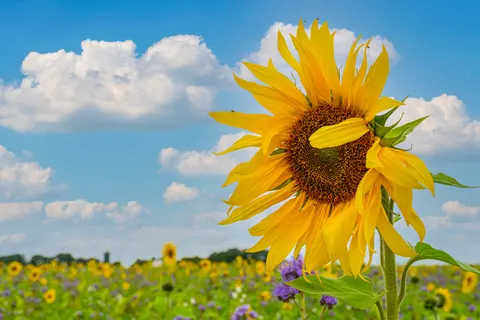 Sunflower Field 4K Wallpaper · flowers · 3840×2560