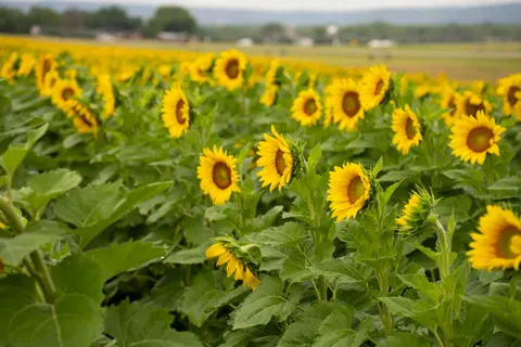 Sonnenblumenfeld 4K Hintergrundbild · flowers · 3840×2560