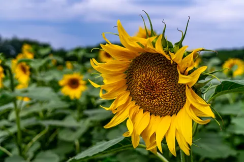 Fond d'écran Champ de tournesols 4K · flowers · 3840×2560