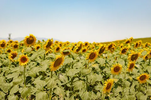 خلفية حقل عباد الشمس بدقة 4K · flowers · 3840×2560