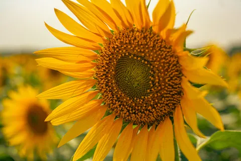 Sunflower Field 4K Wallpaper · flowers · 3840×2563