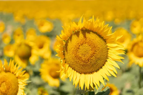 خلفية حقل عباد الشمس بدقة 4K · flowers · 3840×2561