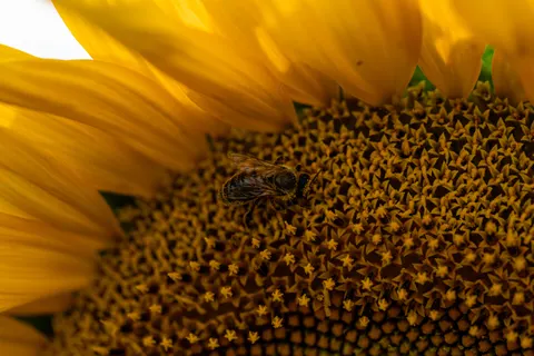 Sunflower Field 4K Wallpaper · flowers · 3840×2561
