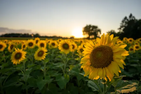 向日葵田 4K壁纸 · flowers · 3840×2560