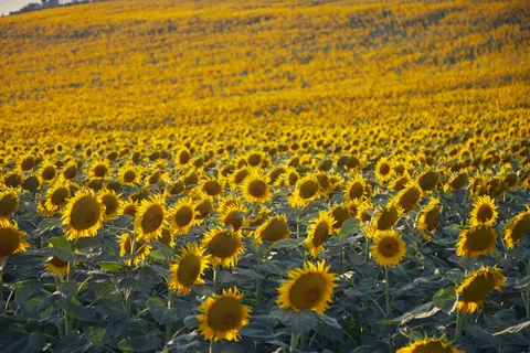 Sunflower Field 4K Wallpaper · flowers · 3840×2560