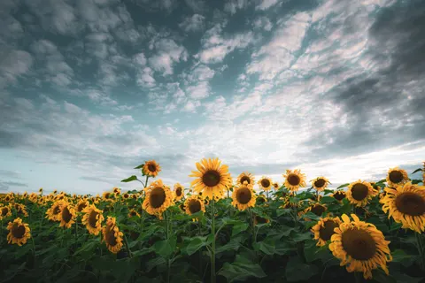 Sunflower Field 4K Wallpaper · flowers · 3840×2560