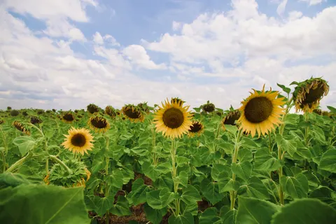 Fond d'écran Champ de tournesols 4K · flowers · 3840×2560