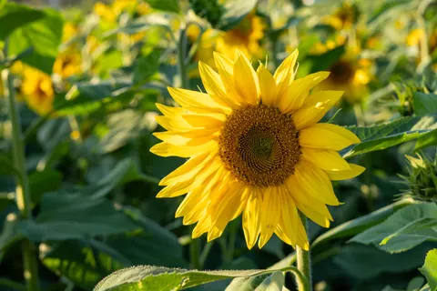 Sonnenblumenfeld 4K Hintergrundbild · flowers · 3840×2560