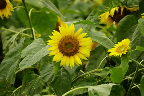 Sunflower Field 4K Wallpaper · flowers · 3840×2560