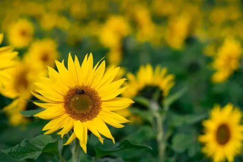 해바라기 밭 4K 배경화면 · flowers · 3840×2560