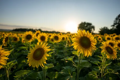 Sunflower Field 4K Wallpaper · flowers · 3840×2560