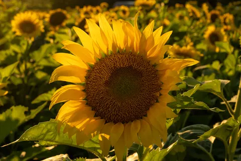 Sunflower Field 4K Wallpaper · flowers · 3840×2560